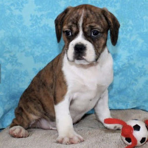 Meet your Posher, Carollynn